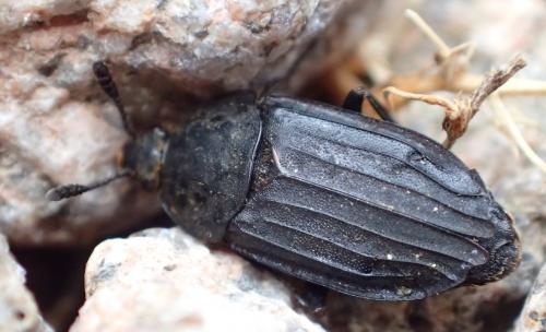 Thanatophilus sinuatus